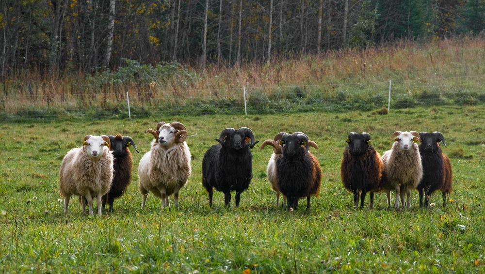 vartotojo �kelta nuotrauka
