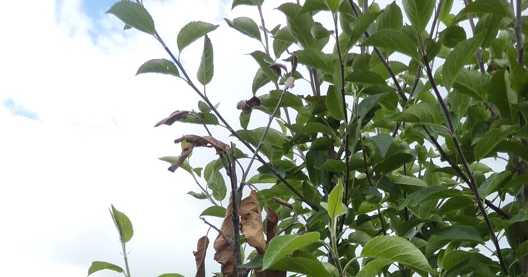 Adams Apple Trees Recognising and treating Canker on Apple trees