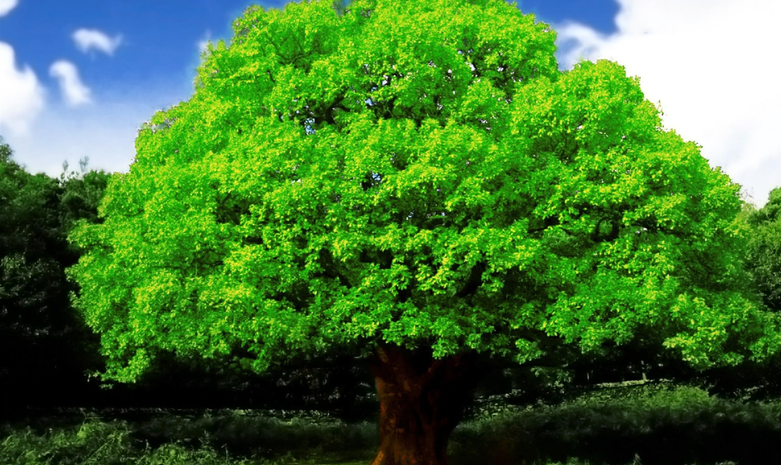 Wallpaper Green Tree Hd | best hd every wallpapers beautiful big green tree hd Wallpaper Green Tree Hd | best hd every wallpapers beautiful big green tree hd