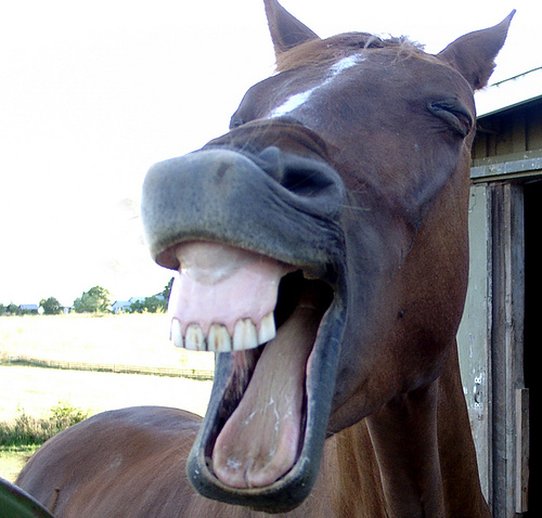 Horse+Laughing+Funny+Pic.png