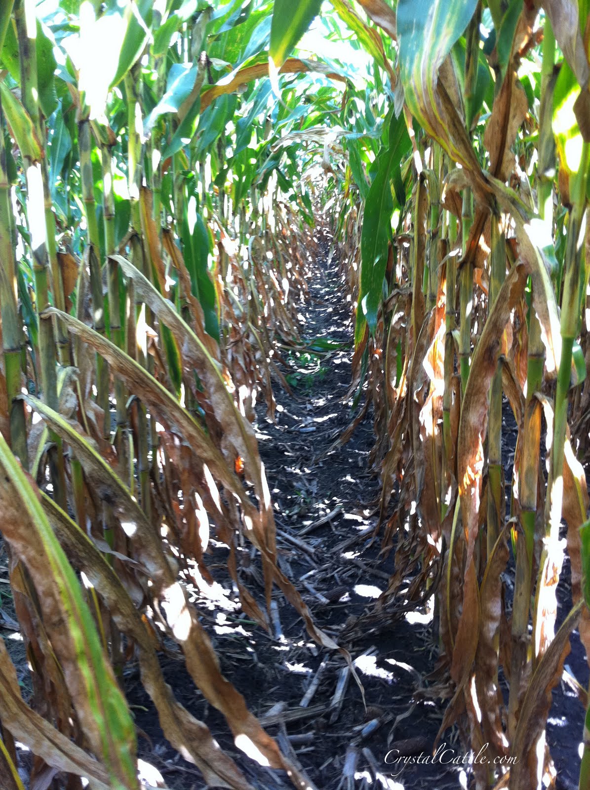 Crystal Cattle Deep inside the cornfield Corn Report