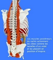 vídeo de animación sobre la Respiración