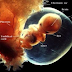 Fetus in utero development cycle