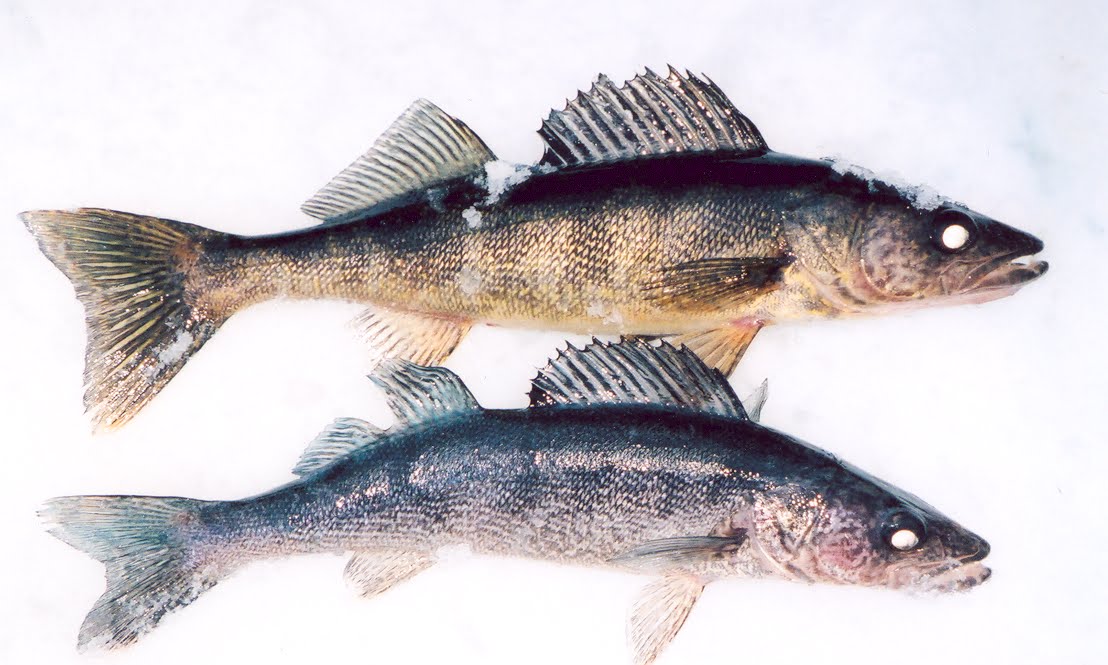 Blue Walleye Sightings