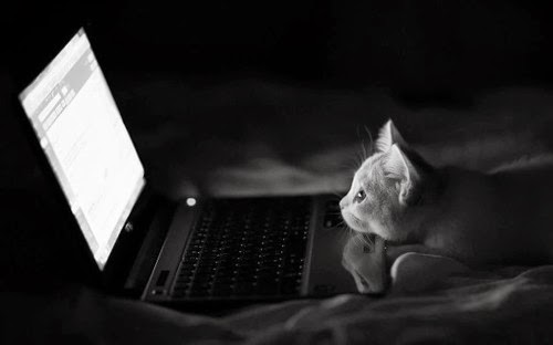 cat using internet