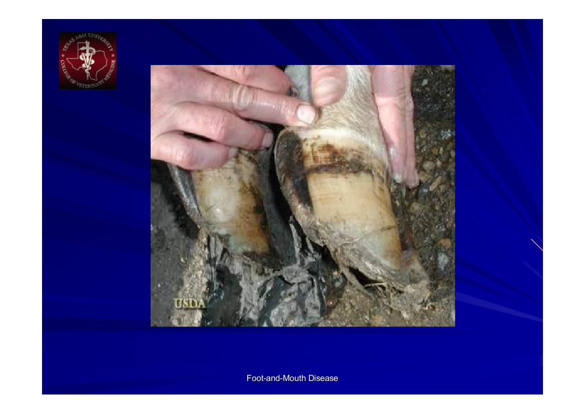 الحمى القلاعية_foot &mouth disease poultry science