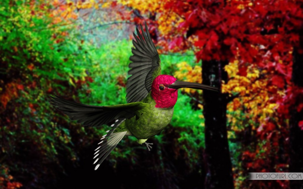 Cell Phone Wallpapers: Beautiful Birds Wallpapers