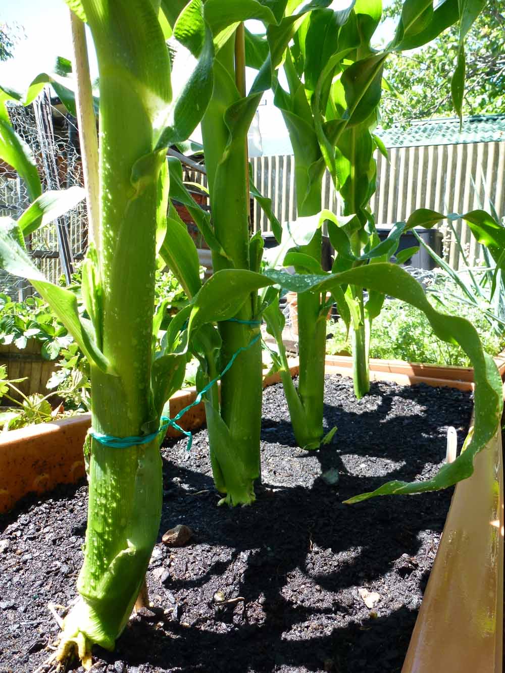 Start To Grow Top 10 Tips for Growing Sweet Corn