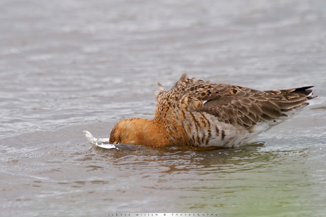 Grutto - Black-tailed Godwit - Limosa limosa