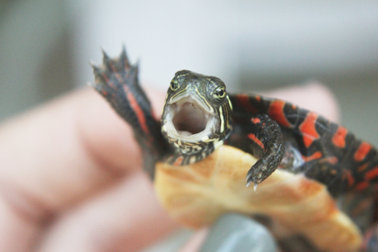 1000+ images about look at that turtle go, bro on Pinterest Turtles