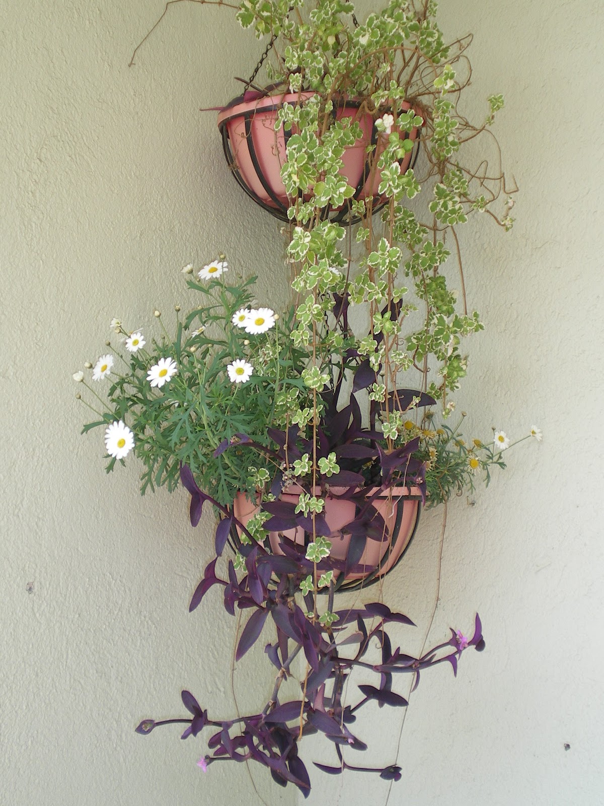 Cestas Colgantes | Flowers Blanes