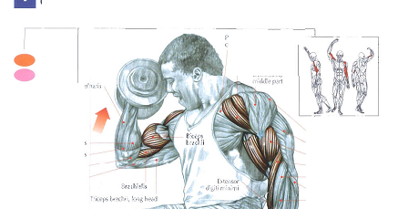 The statement anatomy muscle (part 1) ~ Bodybuilding and Health