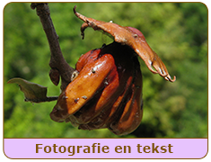 Fotografie (en tekst)