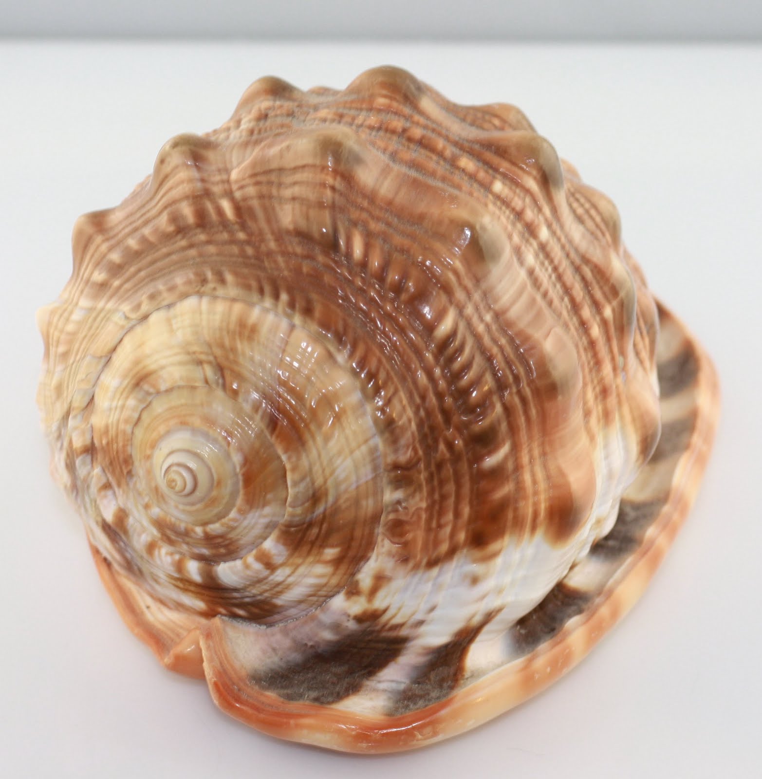 More than sparkle Types of cameo shells