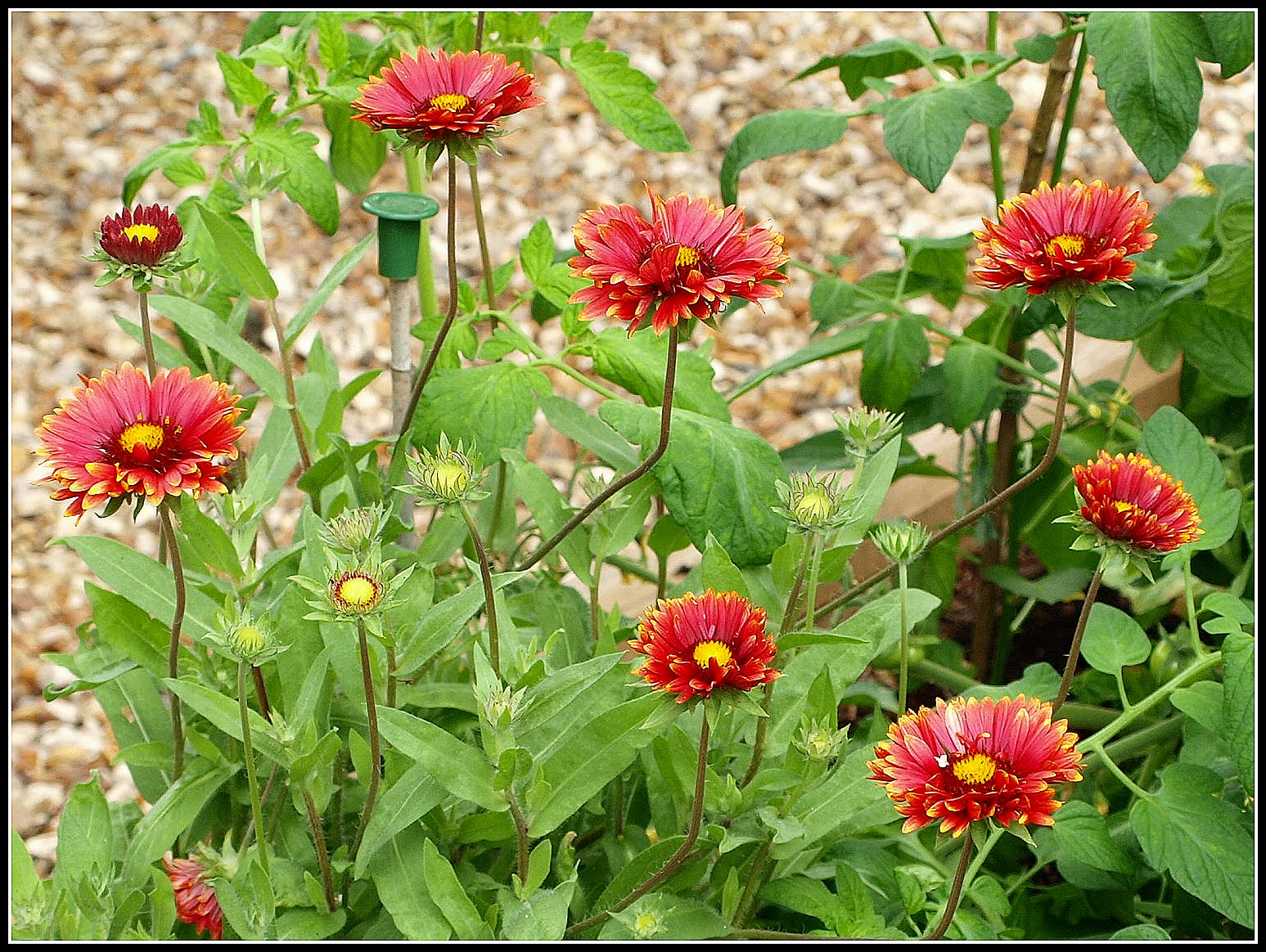 Mark's Veg Plot Gaillardia "Burgunder"