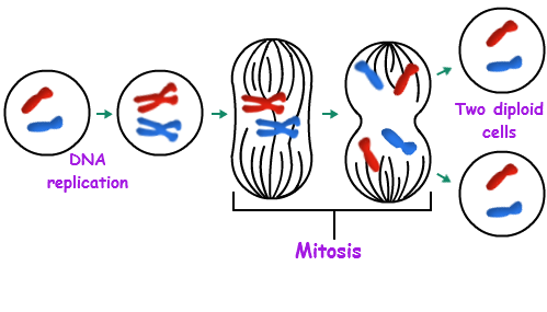 mitosis chromosomes division cell cells daughter parent diploid events mitotic biology identical interphase phase study hard genetic quizizz split draft