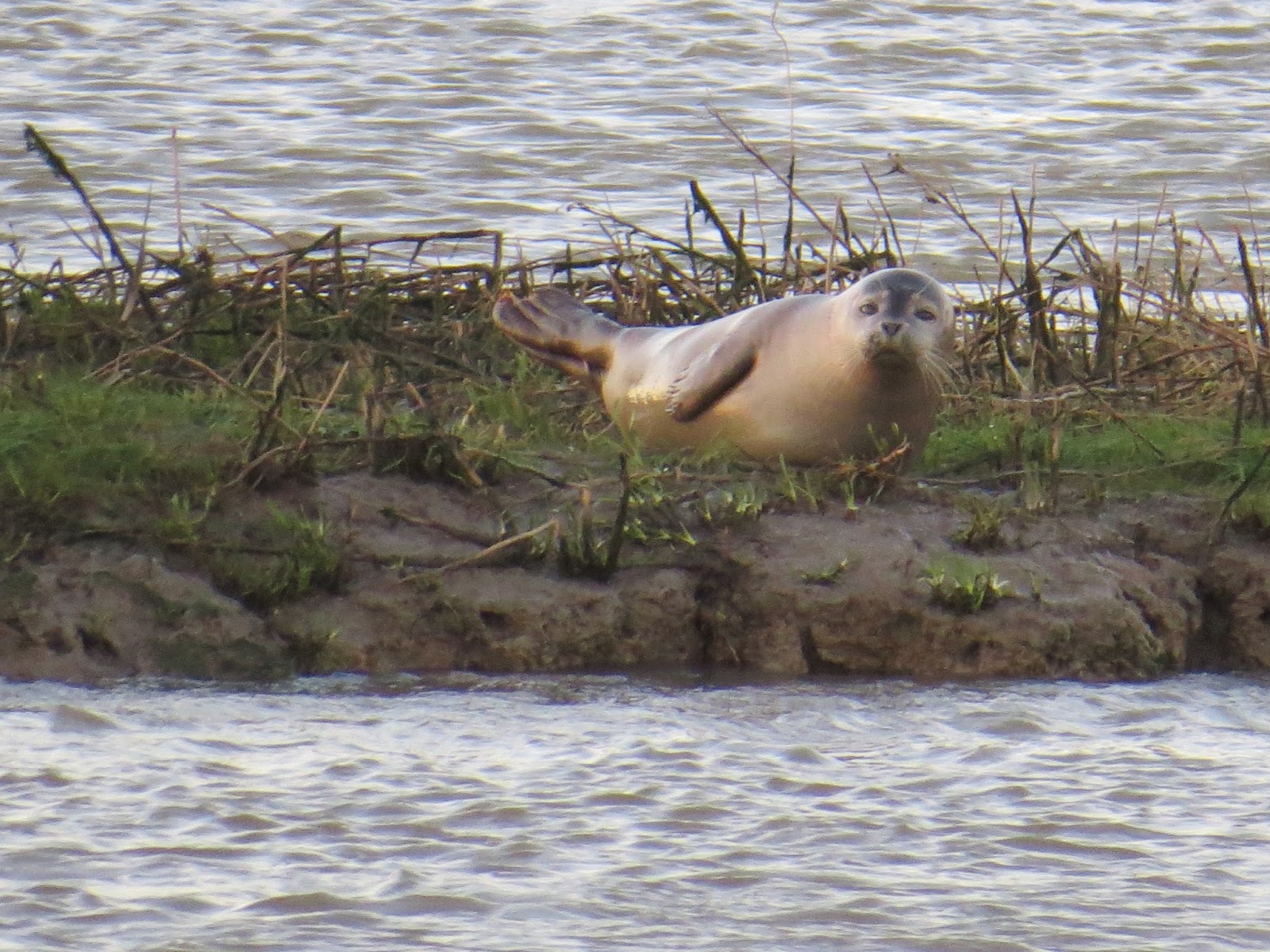 Sussex Marine Wildlife Jottings Common Seal River Adur