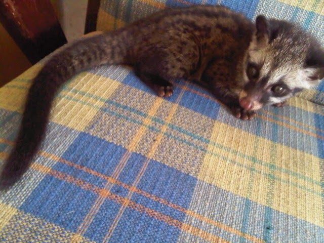 Perbedaan Musang Pandan Dan Musang Rase Drh Fira Sovica