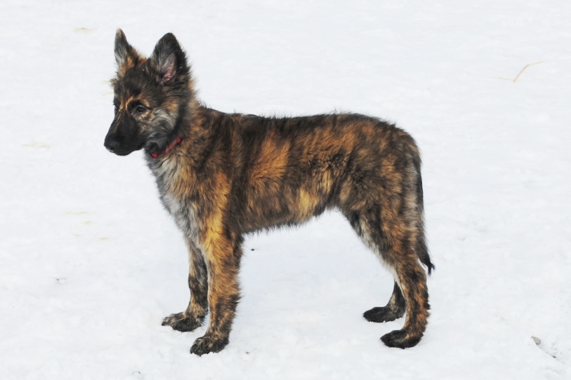 Dutch Shepherd Association LongHaired