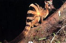 banded palm civet