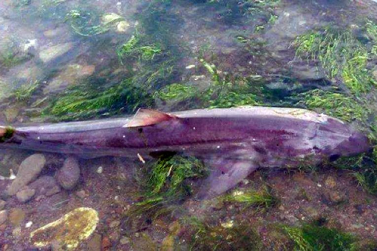 Gemlik Sahiline Kopekbaligi Vurdu Gemlik Blog