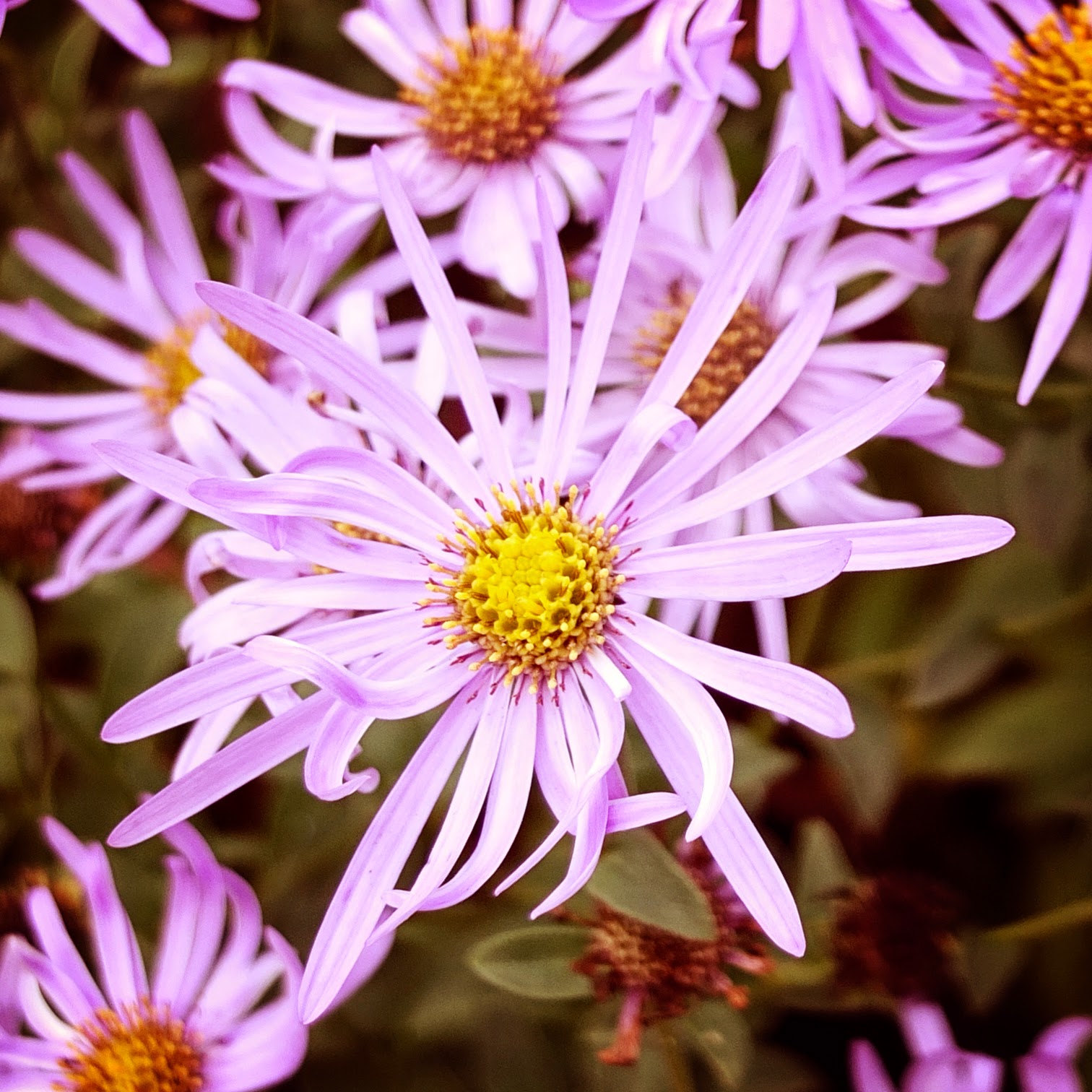 In and Out of the Garden Birth Flower For September Aster