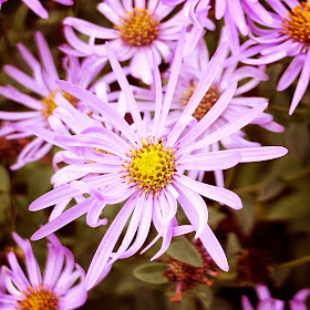 Lilac Aster © Louise Jolley Photography