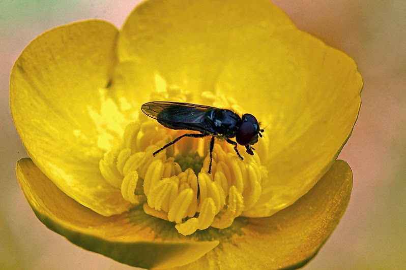 Fotos - Bilder - Pflanzen - Tiere - Insekten - Fliege - Hahnenfuß