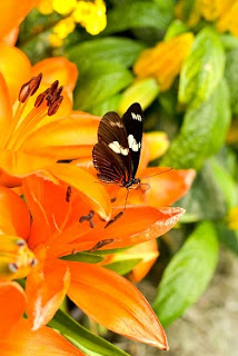 "Becky's Tips" Events, Decor & Life: The Secret to Growing a