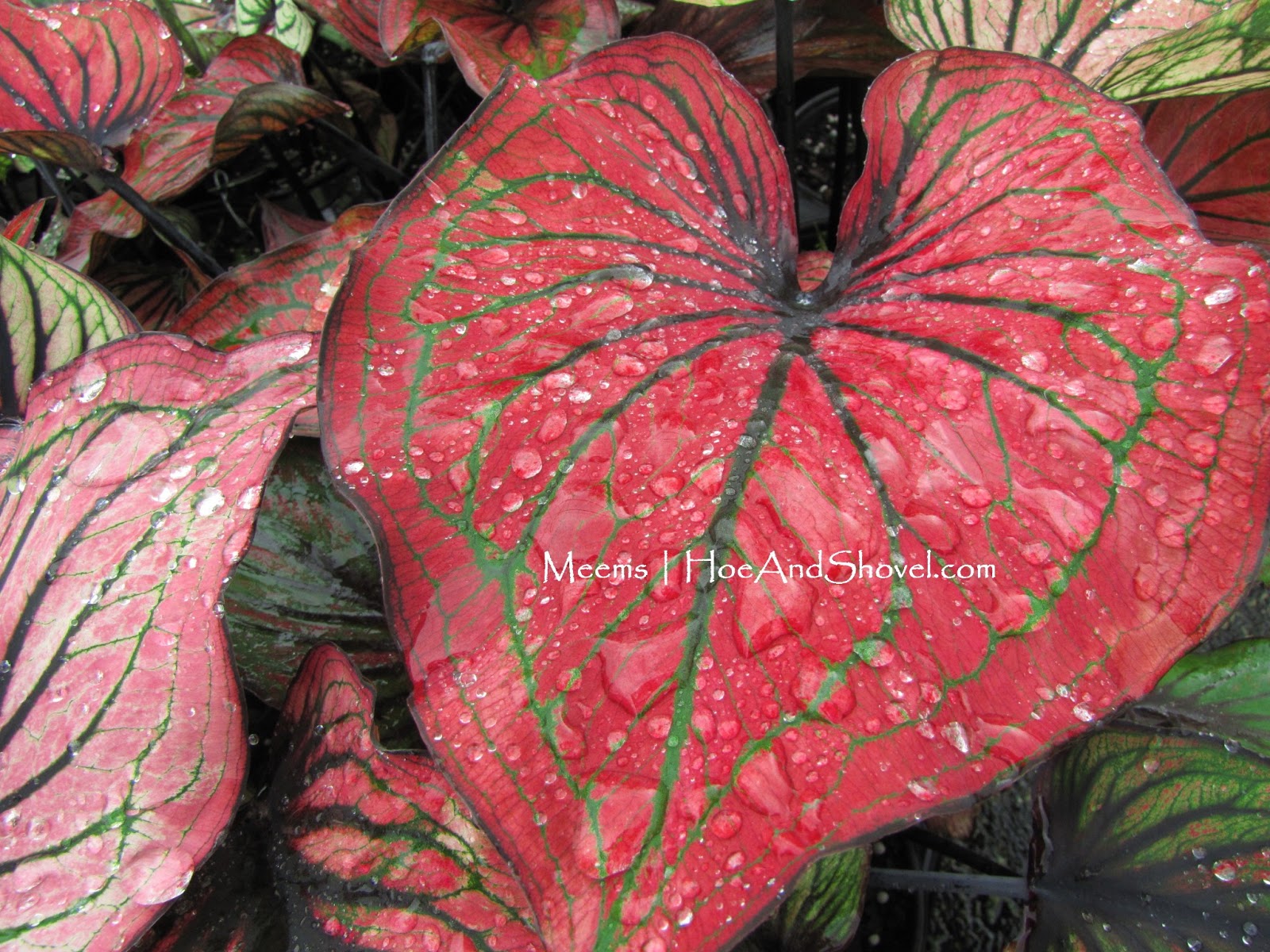 Hoe and Shovel Caladiums On My Mind