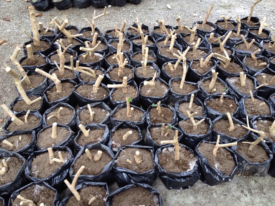 argao taiwan cuttings