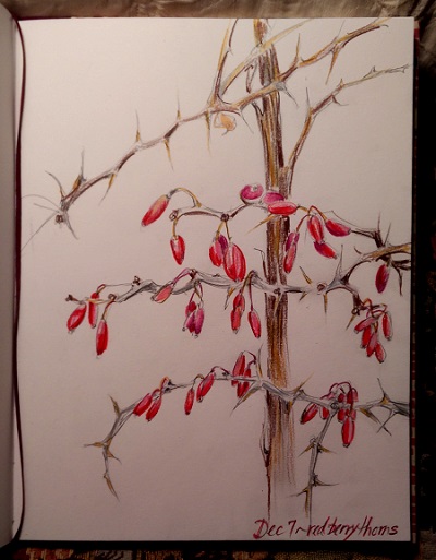 Blackthorn Bush Lat Prunus Spinosa More Just Than A Prickly