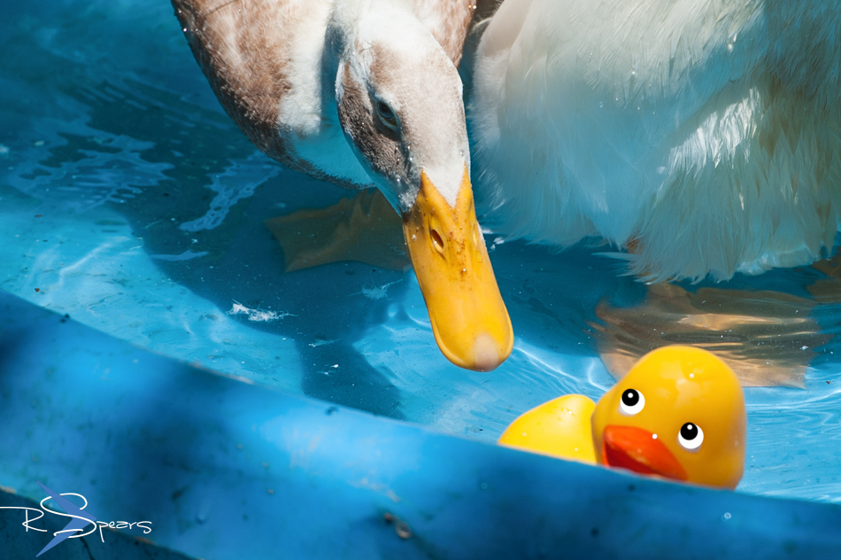 Shutter Speed The Rubber Ducky Attack
