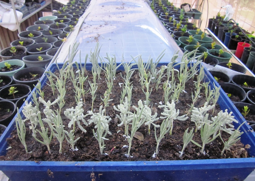 "The Drip" Mudgee Propagating Lavender by Cutting