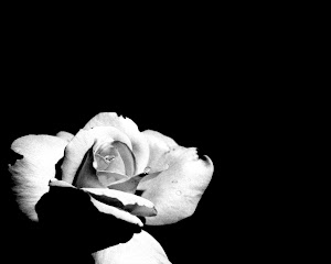 Black and White Roses Pictures