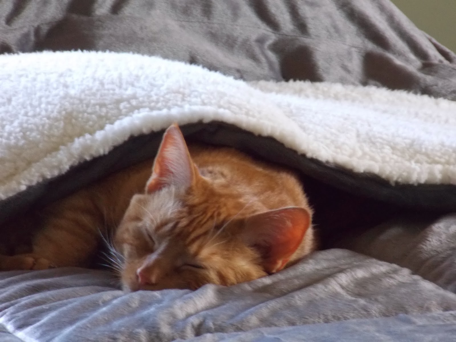 Cat Napping Love My Simple Home