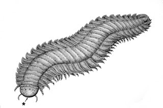 Arthropleura