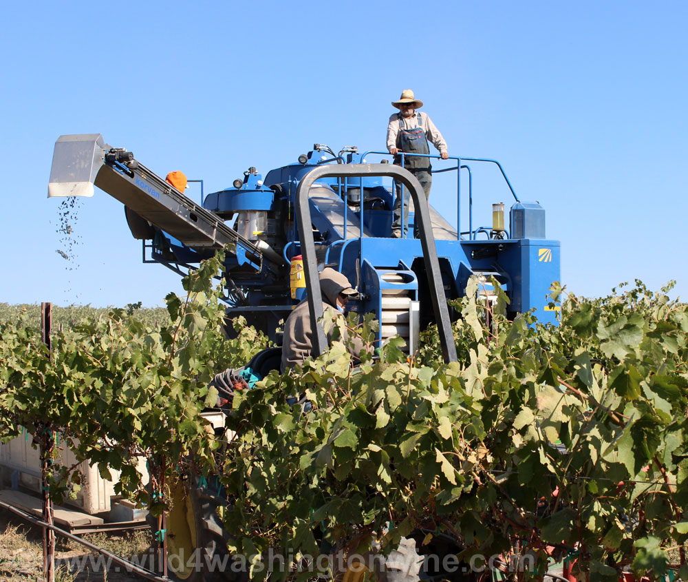 Harvest at Gordon Estate