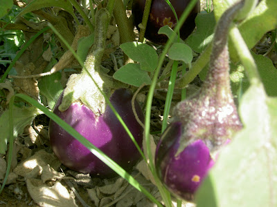 äggplanta aubergine