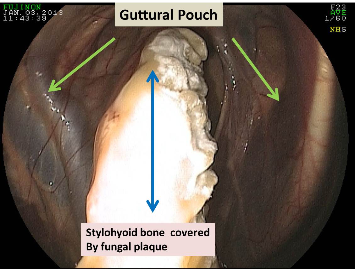 Michael Porter, Equine Veterinarian: Guttural Pouch Mycosis in a horse!!