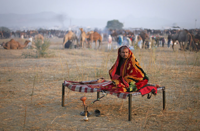 الهند: إحتفالات بوشكار لعام 2012 Pushkar+Camel+%2811%29