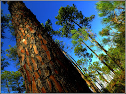 Forêts / Forests