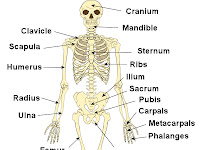 Bones Of The Body Diagram Bones Of The Body Diagram