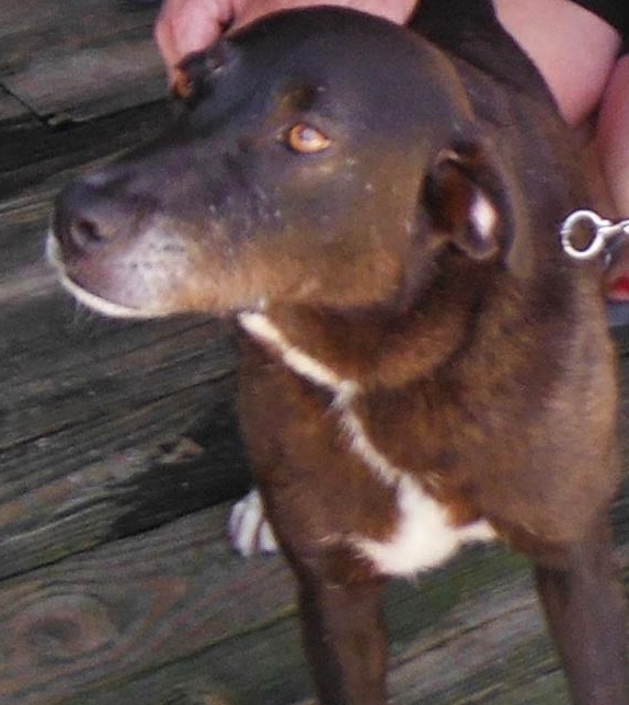 for the love of a house: Denham Springs Animal Shelter Louisiana for the love of a house: Denham Springs Animal Shelter Louisiana