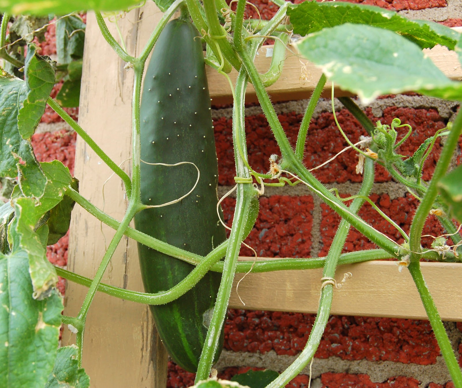 la culture du concombre