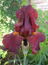 Magogany Iris