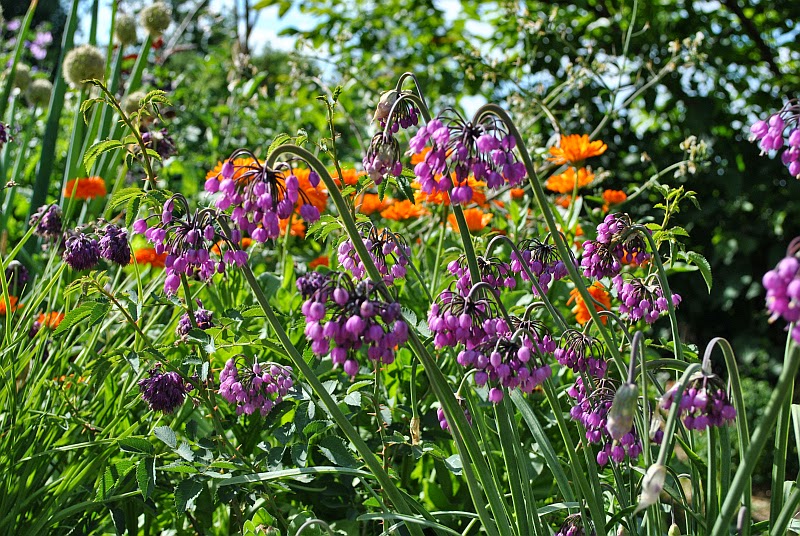 [Bild: 000allium+cernuum_20140623.jpg]