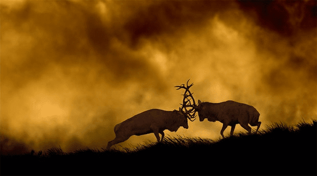 Best Prime Lens For Nature Photography Best Prime Lens For Nature Photography