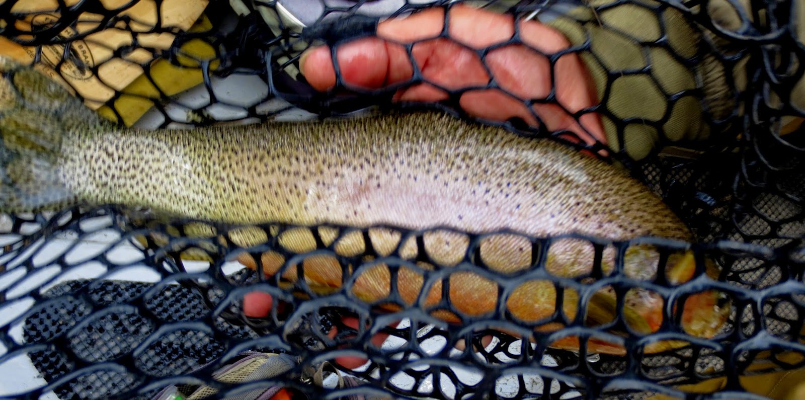 Fat Elk River Cutthroat - 21" Idaho Fly Fishers Blog
