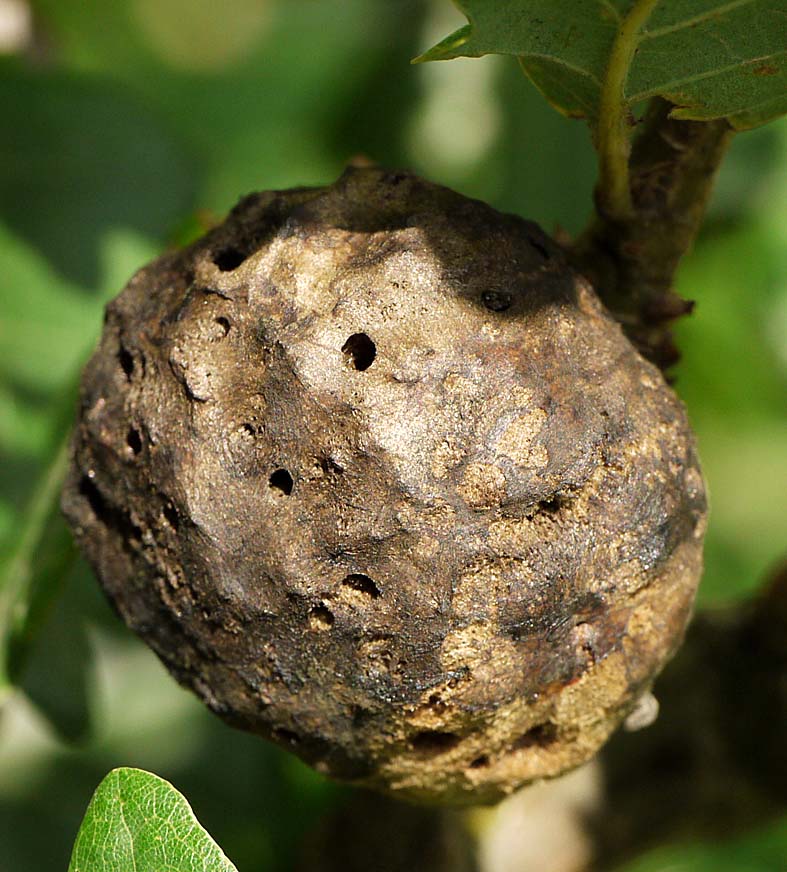 OF CURIOSITIES Plant galls